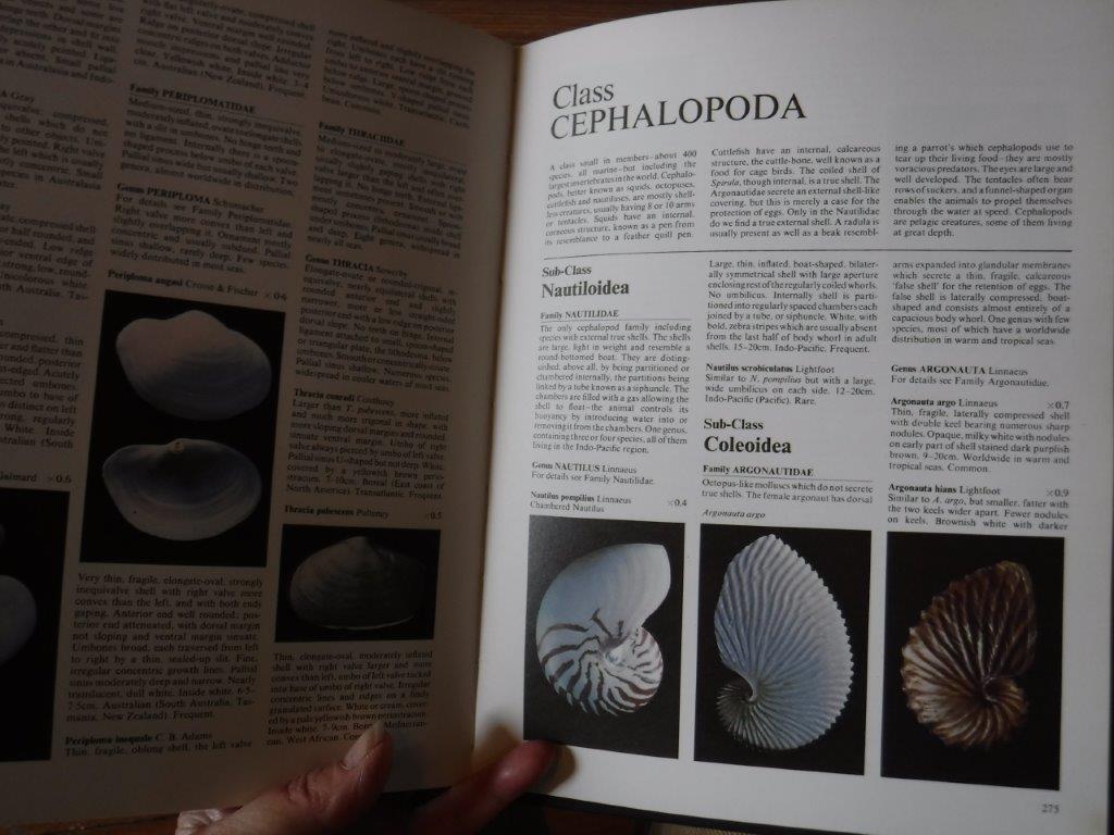 Shell Collecting —An Illustrated History American Museum of Natural History Releases Vintage Drawings