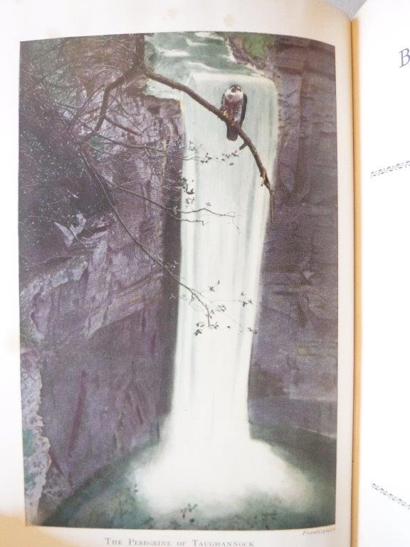 Image for The Book of Bird Life - A Study of Birds in Their Native Haunts, with Photographs by the Author
