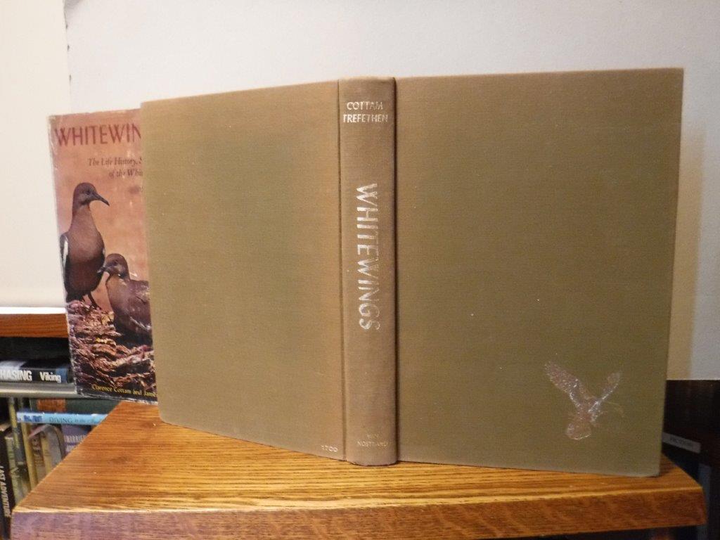 Image for Whitewings: The Life History, Status, and Management of the White-winged Dove