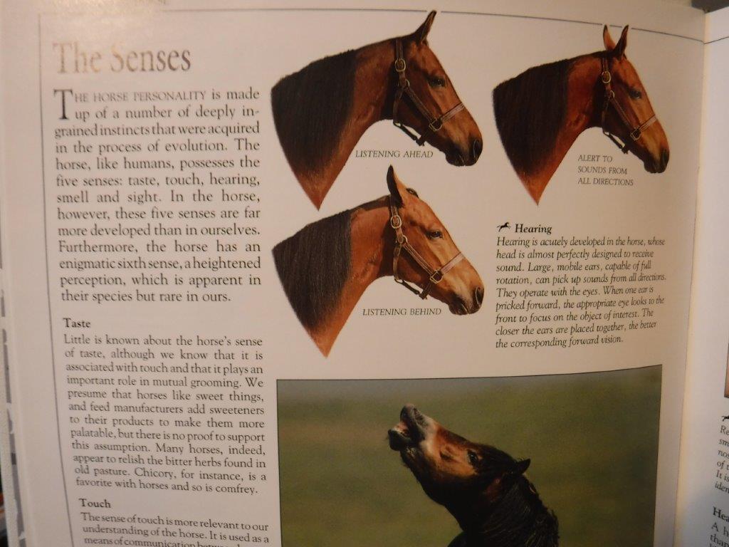 The Ultimate Horse Book