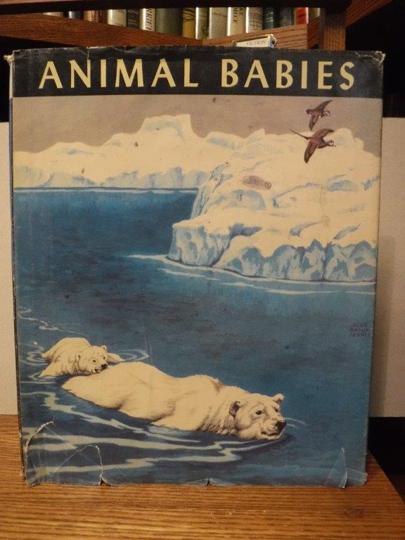 Image for Animal Babies